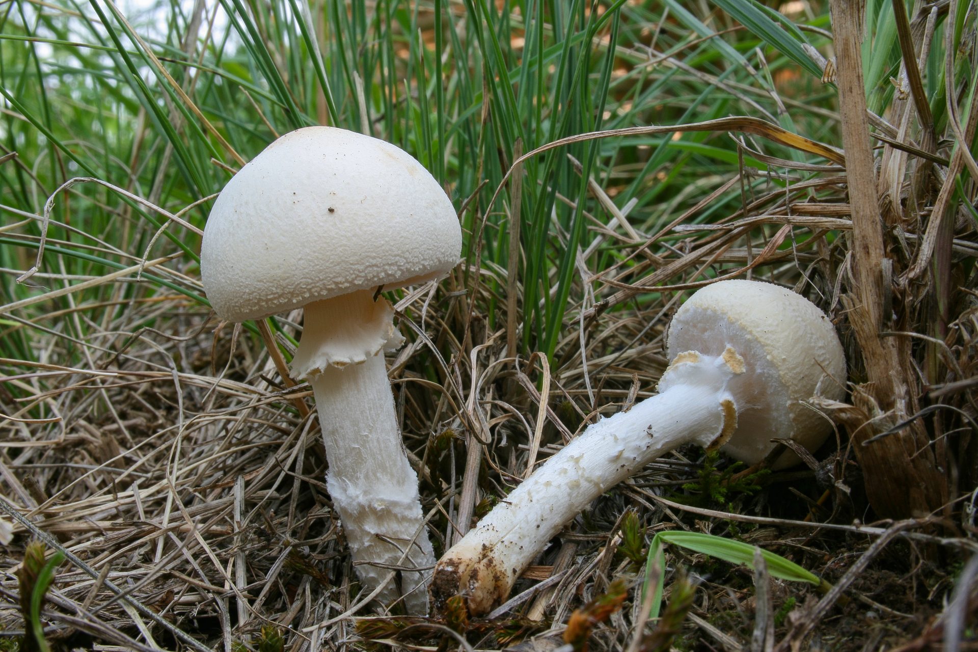 lepiota erminea