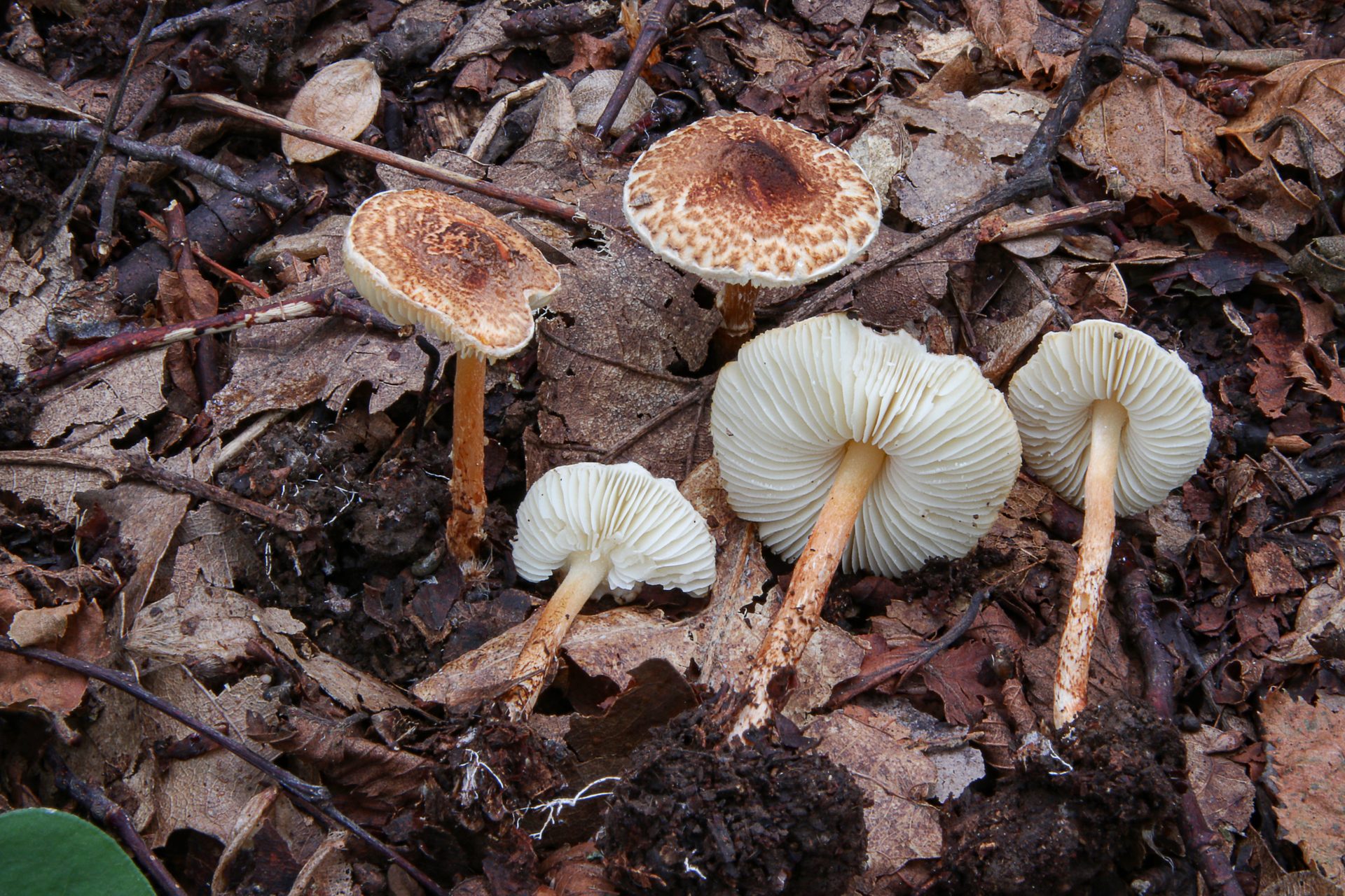 lepiota castanea