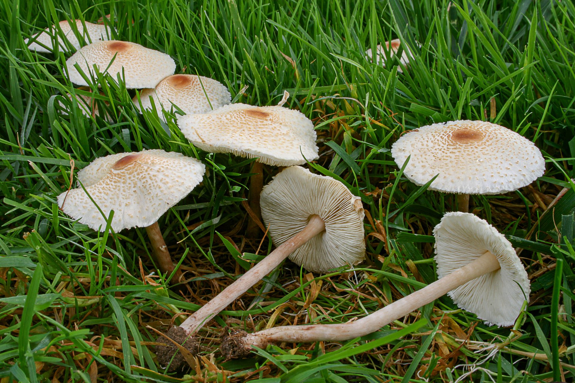 lepiota cristata