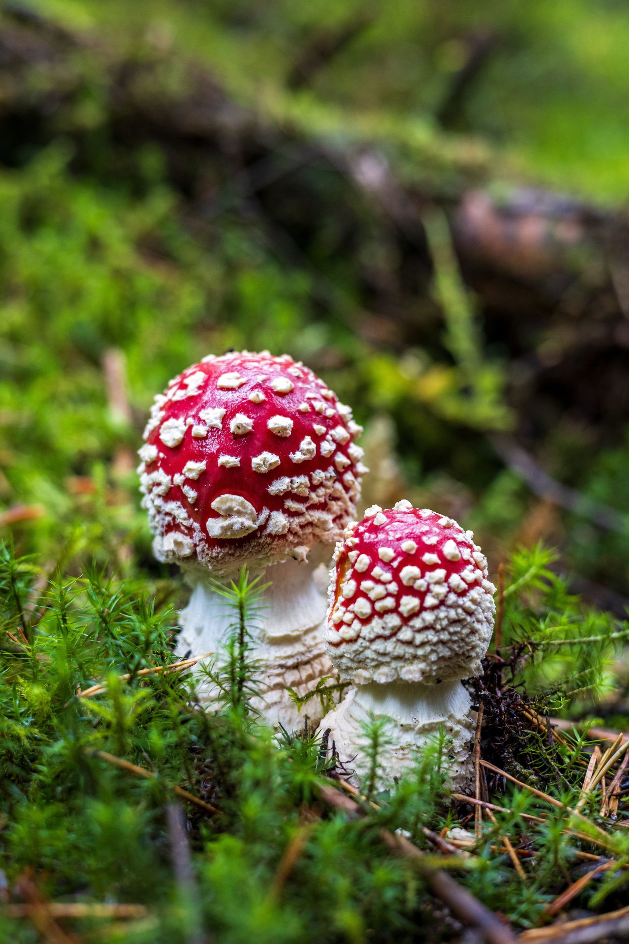 Amanita muscaria