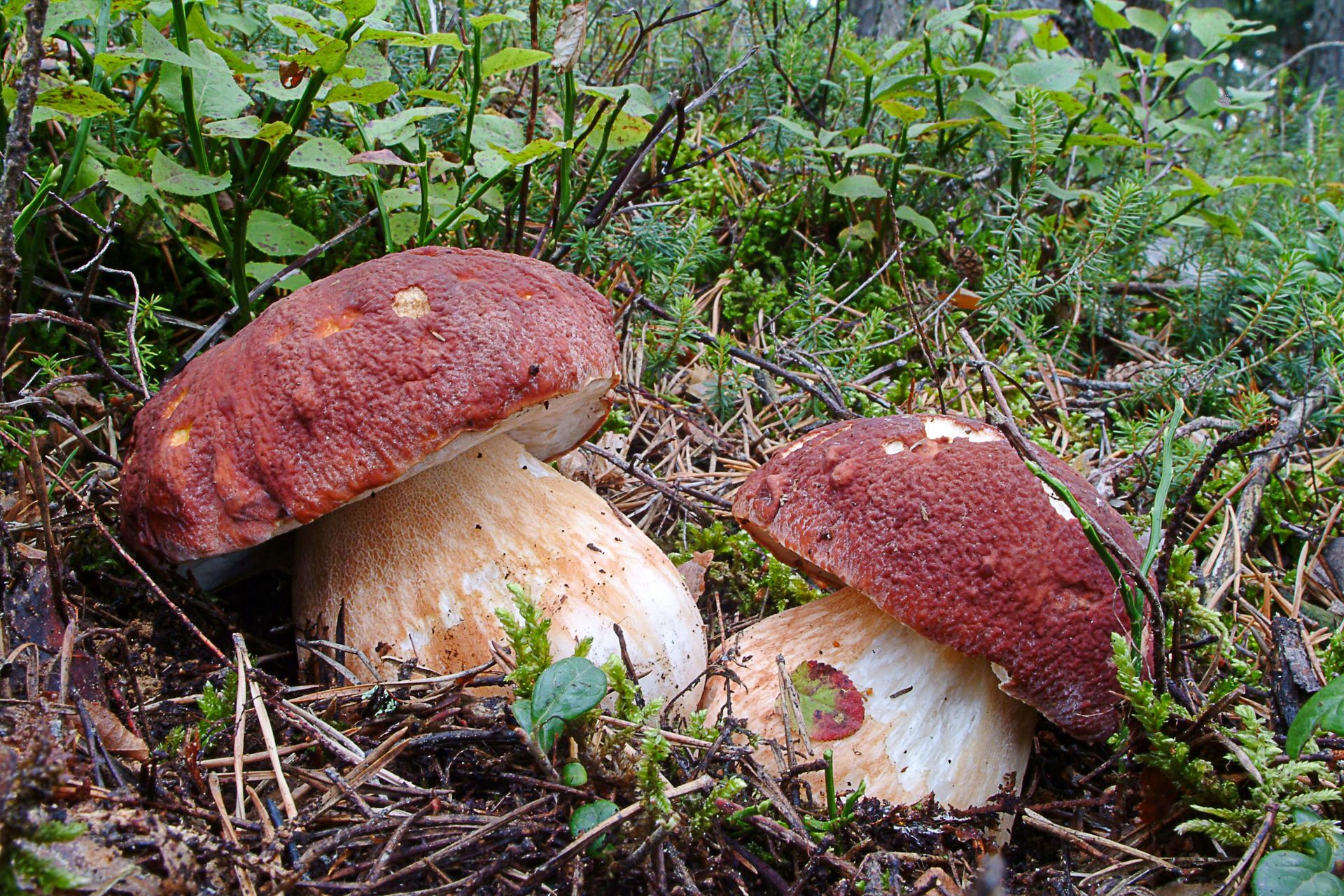 boletus pinophilus