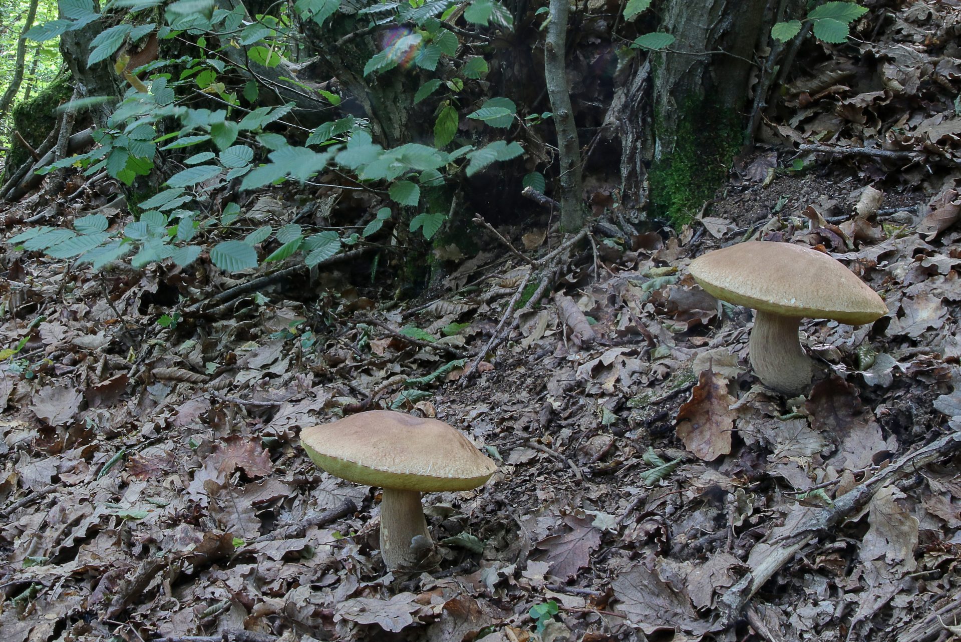 boletus reticulatus